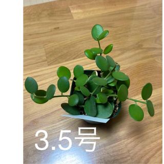 多肉植物　クセロシキオス　苗　　観葉植物(プランター)