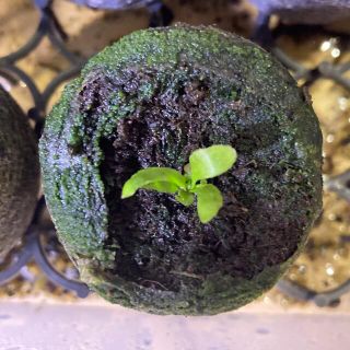 P.Willinckii ’Jade Girl‘ spore ビカクシダ 1