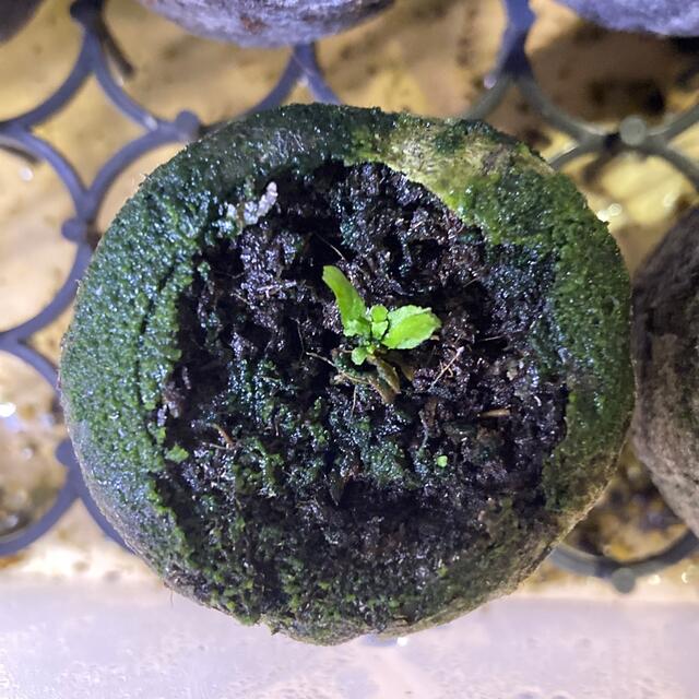 P.Willinckii ’Jade Girl‘ spore ビカクシダ 2その他