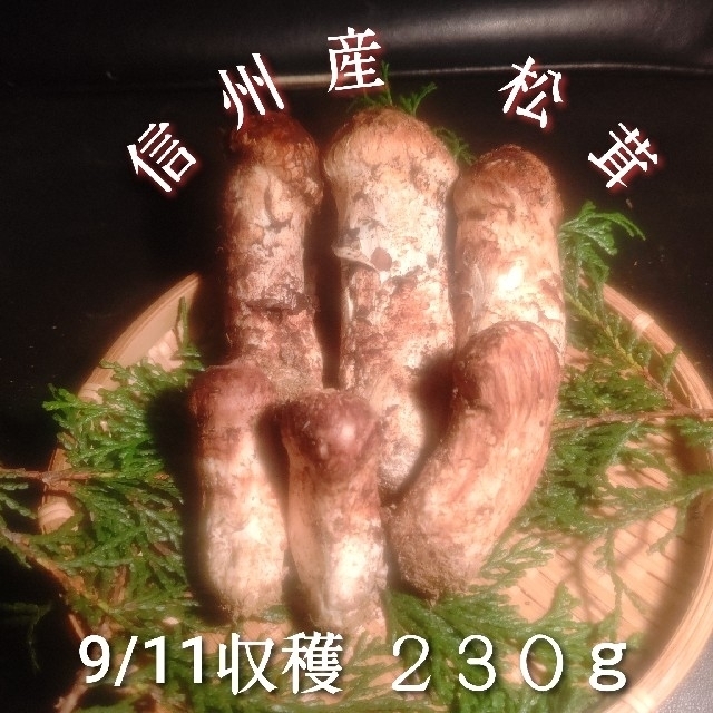 信州産 松茸 つぼみ 9/11収穫 230ｇ-