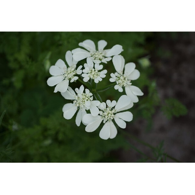 オルレア　種　自家採種　ホワイト ハンドメイドのフラワー/ガーデン(その他)の商品写真