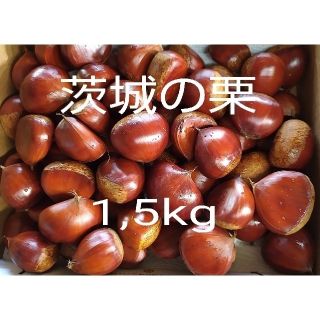 茨城の栗　完全無農薬、無化成肥料栽培　1.5kg(フルーツ)