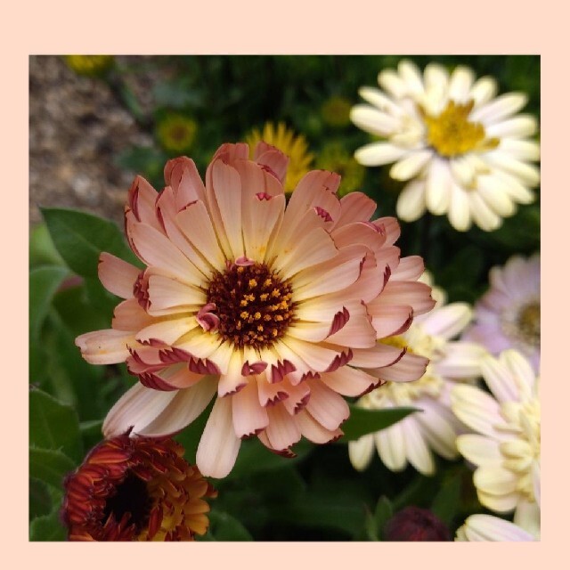 育て方付き❀アンティークカラーの美しいキンセンカ*ブロンズビューティー*花の種 ハンドメイドのフラワー/ガーデン(その他)の商品写真
