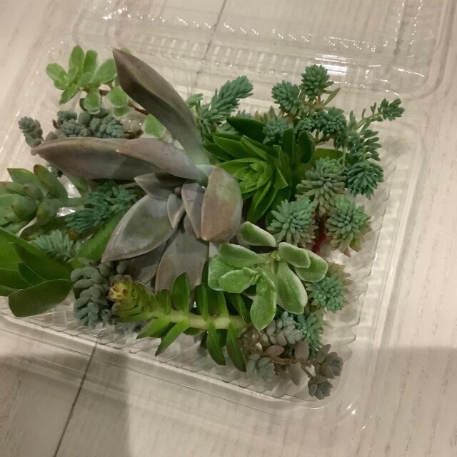 多肉植物 ハンドメイドのフラワー/ガーデン(プランター)の商品写真