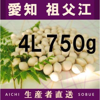 2022年新物　生産者直送 久寿ぎんなん 愛知県 祖父江産 銀杏 4L 750g(野菜)