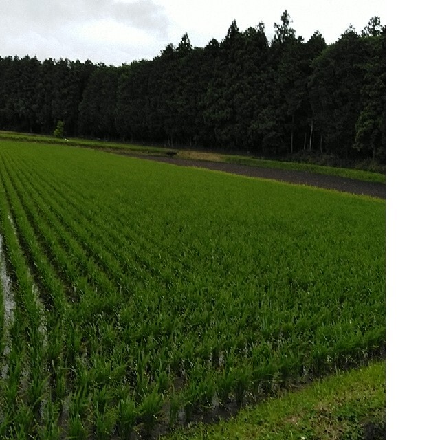 地域限定価格 梨北米 30kg 1等米 減農薬7割削減 農家直送