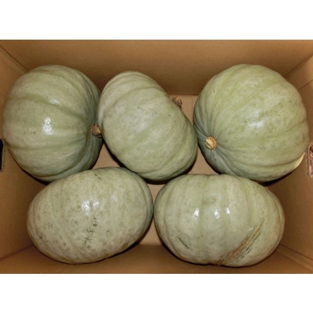 富良野産　白かぼちゃ　10ｋｇ（5～8玉）　【有機栽培】 食品/飲料/酒の食品(野菜)の商品写真