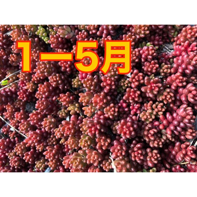 赤く紅葉する多肉植物　コーラルカーペット　70苗 即購入歓迎 ハンドメイドのフラワー/ガーデン(その他)の商品写真