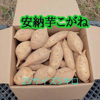 安納芋こがね2Sサイズ5kg(種子島産)(野菜)