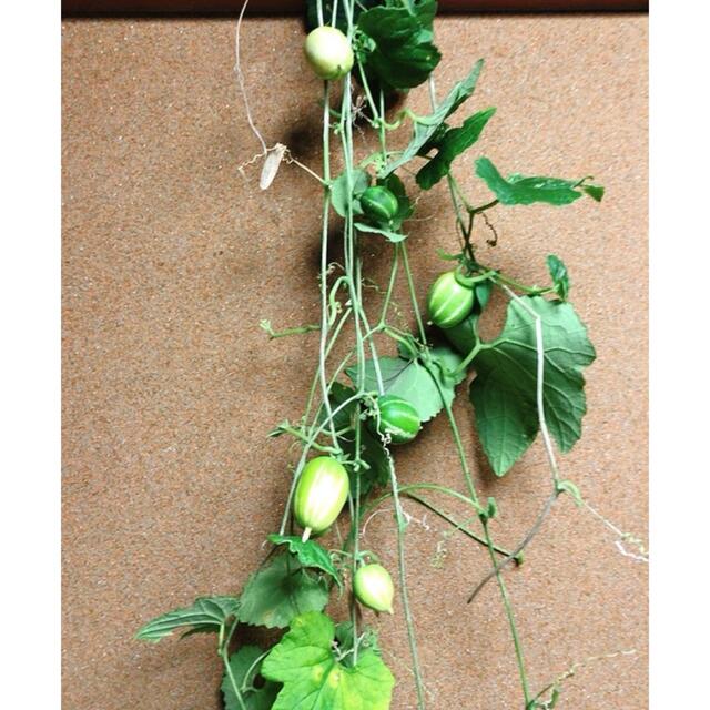 からすうり9個　カラスウリ からすうり ツル付　無農薬　リース　スワッグ　花材 ハンドメイドのフラワー/ガーデン(ドライフラワー)の商品写真