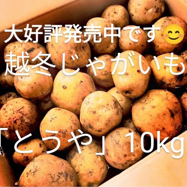 【甘み旨味たっぷり】北海道産 じゃがいも「とうや」10㎏ 食品/飲料/酒の食品(野菜)の商品写真