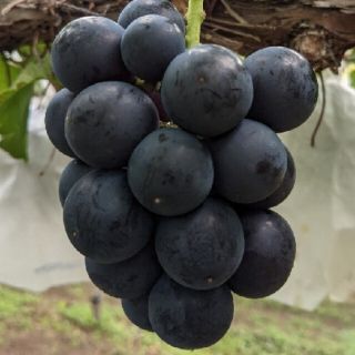 🍇残り３箱早い者勝ち🍇大人気あまーい🍇種無し巨峰(フルーツ)