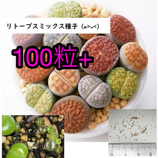 100粒+! リトープスミックス種子 発芽確認済み(その他)
