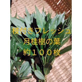 無農薬月桂樹の葉約８０枚(野菜)