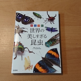 タカラジマシャ(宝島社)の世界の美しすぎる昆虫(趣味/スポーツ/実用)