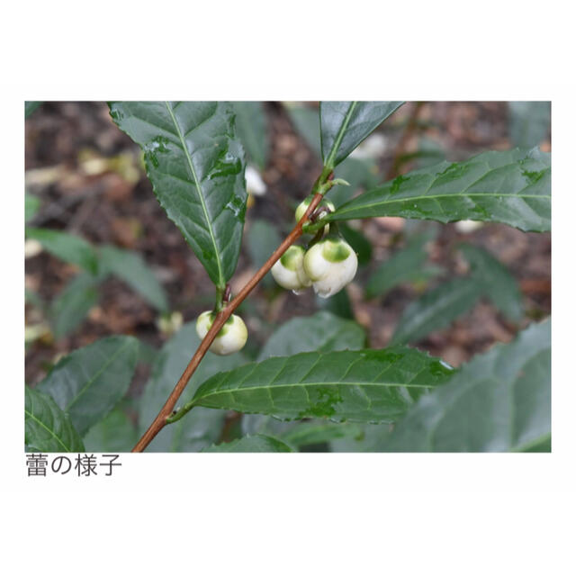 茨城産 お茶の種 無農薬栽培 タネ 15個 食品/飲料/酒の飲料(茶)の商品写真