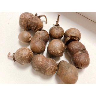 茨城産 お茶の種 無農薬栽培 タネ 15個(茶)