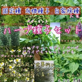 ハーブ 種子 家庭菜園 固定種 有機種子 自家採種 種子 種(野菜)