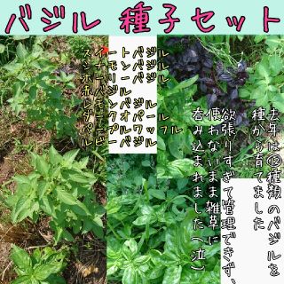 バジル 種子セット 種子 種(野菜)