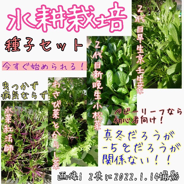 水耕栽培 種子セット 固定種 有機種子 自家採種 家庭菜園 種子 種 食品/飲料/酒の食品(野菜)の商品写真