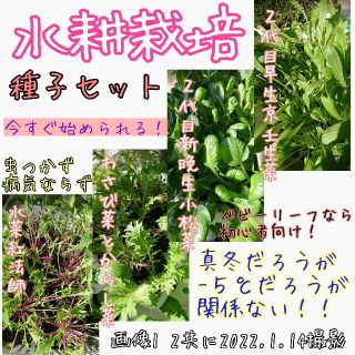 水耕栽培 種子セット 固定種 有機種子 自家採種 家庭菜園 種子 種(野菜)