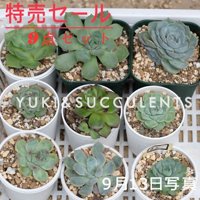 9点セットSALE　多肉植物　観葉植物 品種名付き 32 ハンドメイドのフラワー/ガーデン(その他)の商品写真