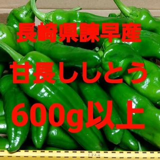 長崎県諫早産 甘長ししとう600g(野菜)