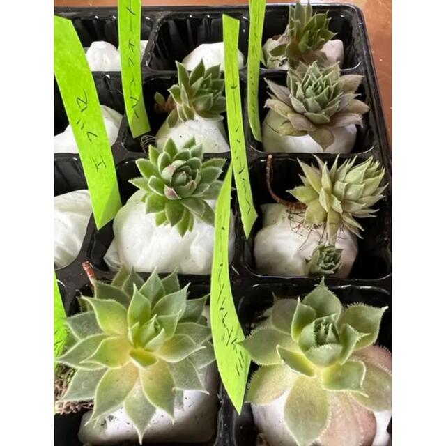 センペルビウム 7種類 お名前付♪多肉植物 寄せ植え Sempervivum ハンドメイドのフラワー/ガーデン(その他)の商品写真