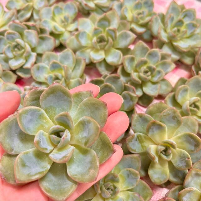 韓国苗♡多肉植物♡アマビレ♡美苗♡カット苗の通販 by ♡みっこファーム♡｜ラクマ