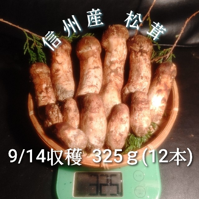 朝採れ 信州産 松茸 つぼみ 9/14収穫 325ｇ 12本入のサムネイル