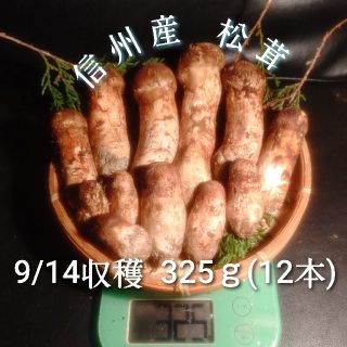 朝採れ 信州産 松茸 つぼみ 9/14収穫 325ｇ 12本入(野菜)