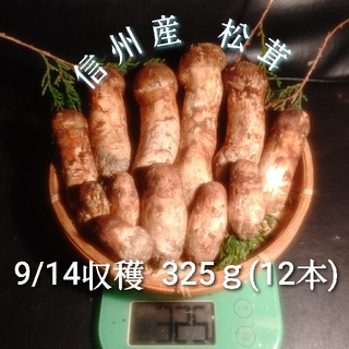 朝採れ 信州産 松茸 つぼみ 9/14収穫 325ｇ 12本入(野菜)