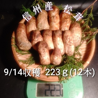 朝採れ 信州産 松茸 つぼみ 9/14収穫 223ｇ 12本入(野菜)