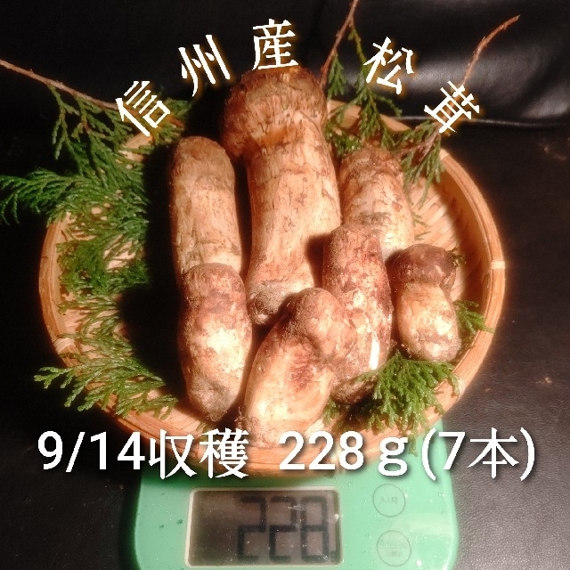 朝採れ 信州産 松茸 つぼみ 収穫 本入