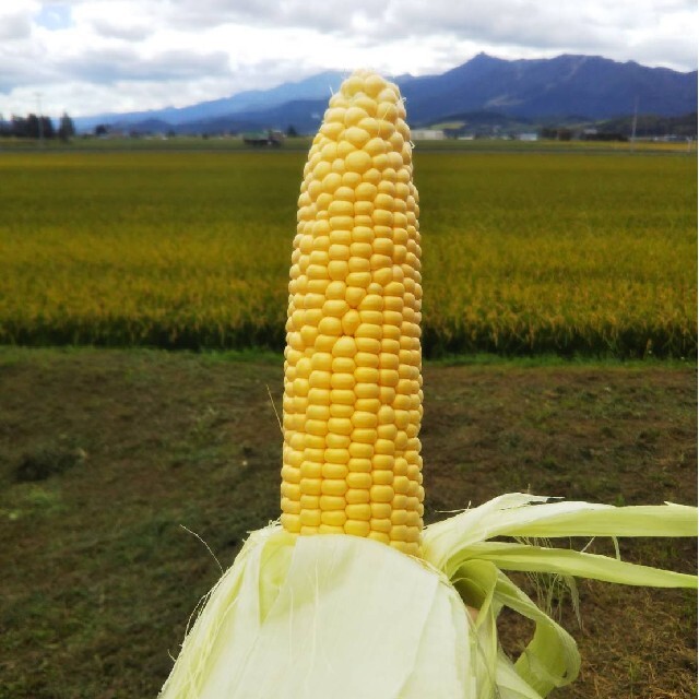 北海道産　無農薬　とうもろこし　１０本 食品/飲料/酒の食品(野菜)の商品写真