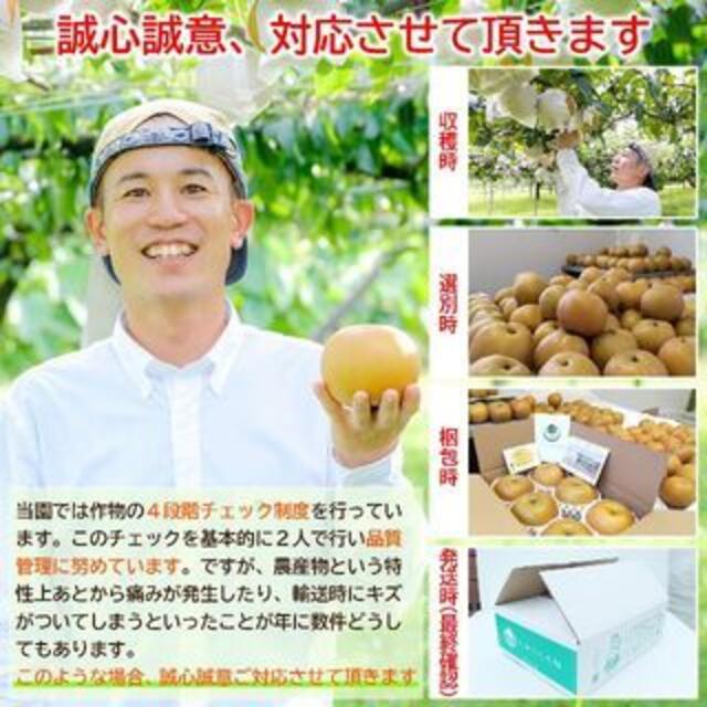 【お得！訳あり品】希少！爽やかでスッキリとした上品な甘さに笑顔こぼれる♪ 食品/飲料/酒の食品(フルーツ)の商品写真