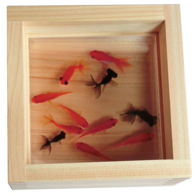 アクリルアート 祭 プレゼント 樹脂 樹脂金魚 3D金魚 贈り物 ギフト ... 「送料0円」 アクリルアート「祭」 プレゼント アクリル樹脂 樹脂金魚 3D金魚