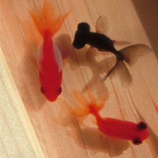 アクリルアート 祭 プレゼント 樹脂 樹脂金魚 3D金魚 贈り物 ギフト 還暦 ハンドメイドのおもちゃ(ミニチュア)の商品写真