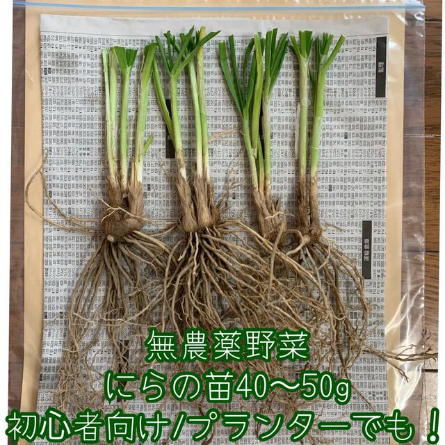 採れたて無農薬野菜＊根っこ＆土付きにらの苗＊40〜50g＊初心者向け＊ネコポス＊ 食品/飲料/酒の食品(野菜)の商品写真