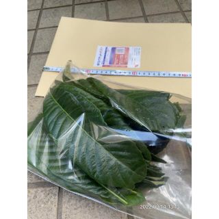 枇杷の葉 約20-30枚 (9/13)(その他)