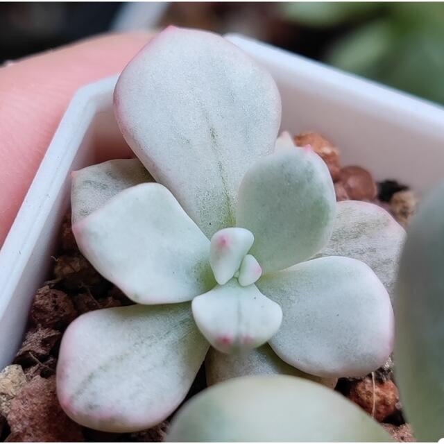 Echeveria strictiflora✖︎アメティナム錦　多肉植物