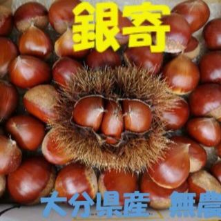 大分県産 銀寄 生栗 １kg ご試食版(フルーツ)