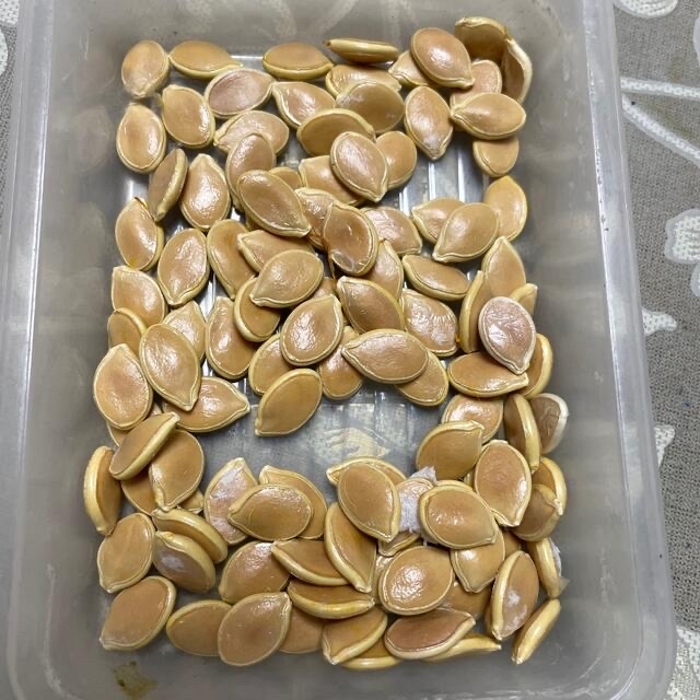 無農薬　あばしゴーヤ種　カボチャの種 食品/飲料/酒の食品(野菜)の商品写真