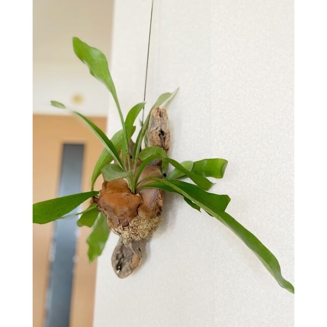 吊るしてオシャレに‼︎流木インテリア　コウモリラン　ビカクシダ ハンドメイドのフラワー/ガーデン(プランター)の商品写真