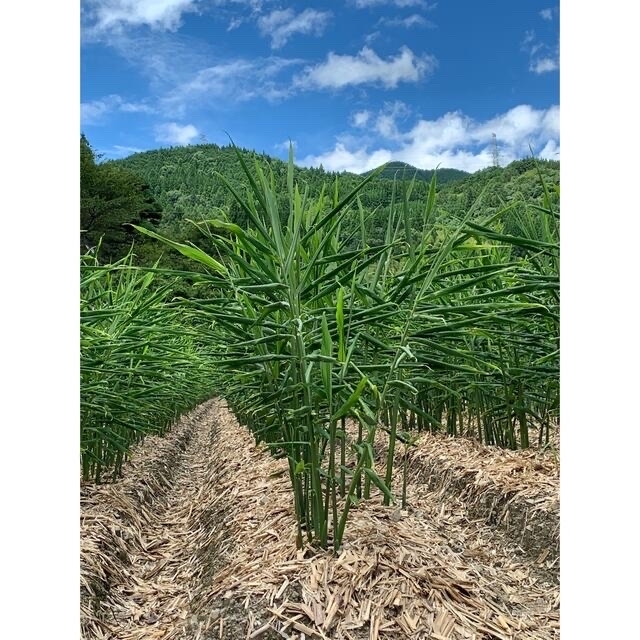 熊本県産　新生姜　3kg 食品/飲料/酒の食品(野菜)の商品写真