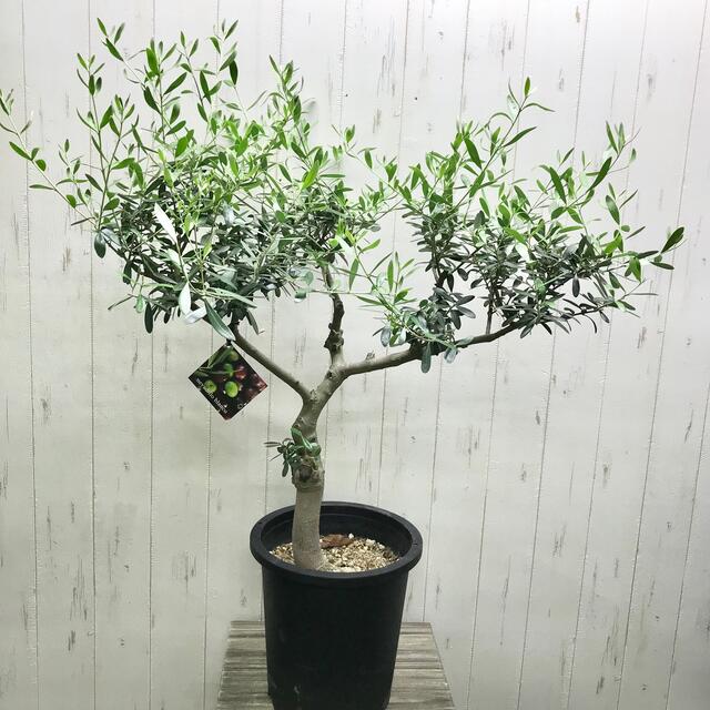 盆栽樹形！ オリーブの木 ネバディロブランコ souju 8号のサムネイル