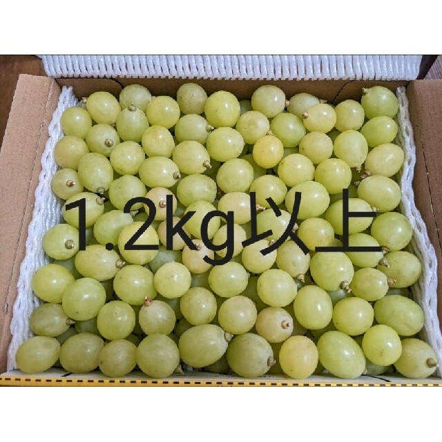山形県産シャインマスカット粒売り1.2kg 説明お読みくださいの通販 by