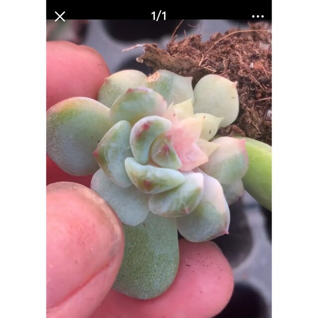 ECHEVERIA 'APPARITION錦　新種　多肉植物