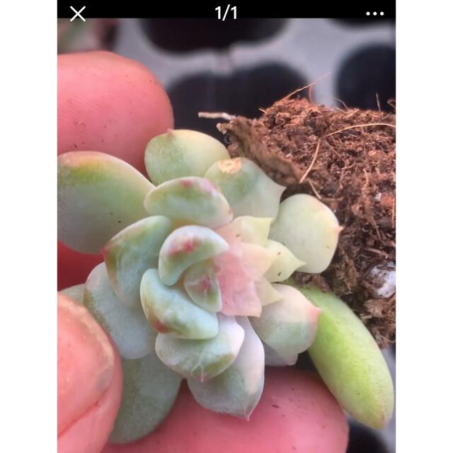 ECHEVERIAECHEVERIA 'APPARITION錦　新種　多肉植物