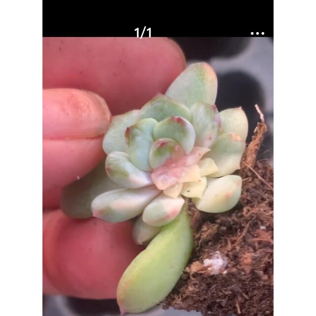 ECHEVERIA 'APPARITION錦　新種　多肉植物